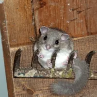 Polh pozdravi prav vsakega obiskovalca opazovalnice.