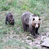 Konec julija je na krmišče prišla tudi medvedka z dvema mladičema.