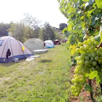 Kampiranje med vinogradi je nekaj, česar gostje niso vajeni in prav 
na račun te drugačnosti pri Saksidovih gradijo svojo zgodbo o 
uspehu.