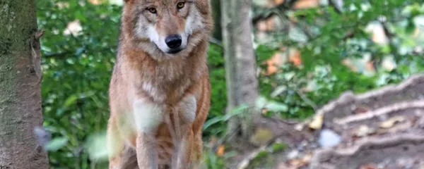  V vsej Sloveniji naj bi bilo po mnenju strokovnjakov 88, največ sto 
volkov. Kmetje tej številki oporekajo in strokovnjakom ne verjamejo več.