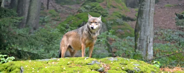 Ograje, ograje ... Na tleh in v glavah!