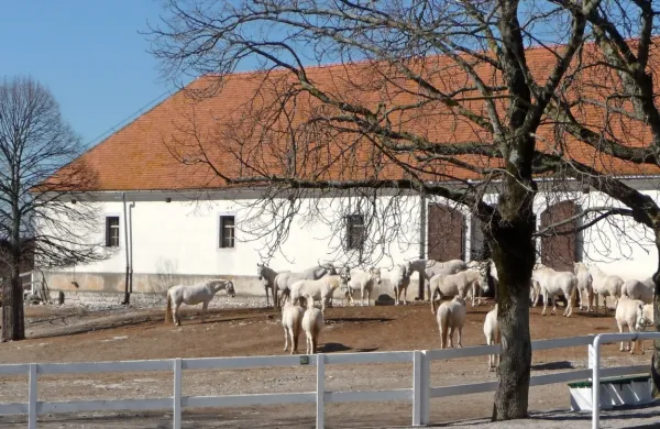 Boksi za kobile bi lahko bili večji, a glede na čas, ki ga kobile 
preživijo v njih, so ustrezni, so po navedbah  kmetijskega ministrstva  ugotovili inšpektorji.  