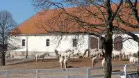 Boksi za kobile bi lahko bili večji, a glede na čas, ki ga kobile 
preživijo v njih, so ustrezni, so po navedbah  kmetijskega ministrstva  ugotovili inšpektorji.  