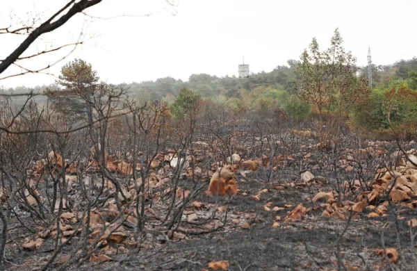 Ogenj je uničil tri kilometre podrastja, grmičevja in dreves na 
Cerju. 