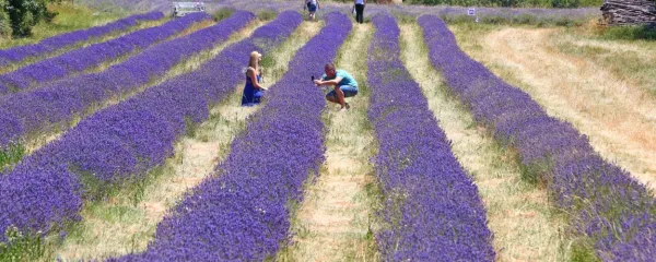 Sivka počasi jemlje slovo