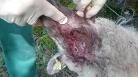 DNK bo razkrila, ali je na Bovškem moril volk samotar, ki je 
povzročal  škodo na Kobariškem.  