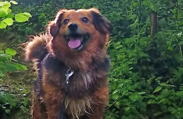 Brezskrbni in veseli mešanec Arturo je  v Šmihelu razveseljeval 
družino in vse, ki so ga poznali.