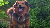 Brezskrbni in veseli mešanec Arturo je  v Šmihelu razveseljeval 
družino in vse, ki so ga poznali.