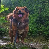 Brezskrbni in veseli mešanec Arturo je  v Šmihelu razveseljeval 
družino in vse, ki so ga poznali.