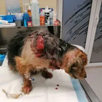 V sobotnem napadu  je Arturo utrpel hude poškodbe, med drugim 
sta mu psa predrla požiralnik, rane po vratu in hrbtu so bile velike 
okoli 15 centimetrov. 