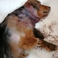 V sobotnem napadu  je Arturo utrpel hude poškodbe, med drugim 
sta mu psa predrla požiralnik, rane po vratu in hrbtu so bile velike 
okoli 15 centimetrov.