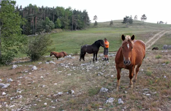 Prizadeti so tudi pašniki. 