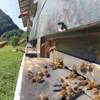Nekateri so  alergični na pik čebel, še pogosteje pa na pik os in 
sršenov, katerih pik je  dokaj nevaren. 