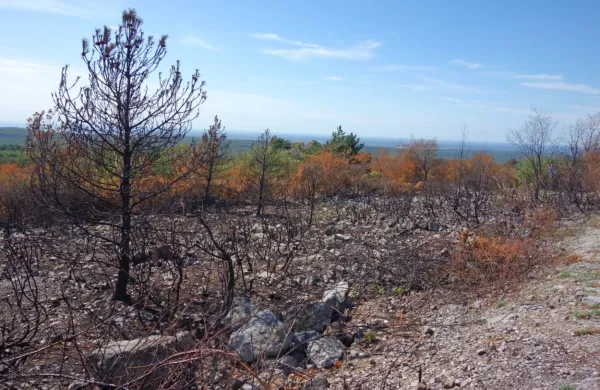 Požar je uničil dobrih 85 hektarjev površin.