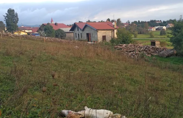 Še neznana zver je kozo in kozlička napadla le lučaj od vasi.