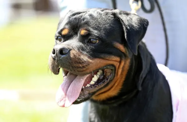 Napadalna rottweilerja bodo vpisali v register nevarnih psov 
(fotografija je simbolična).