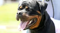 Napadalna rottweilerja bodo vpisali v register nevarnih psov 
(fotografija je simbolična).