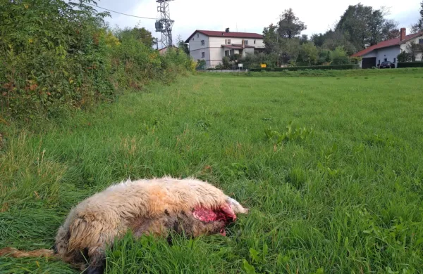 V noči na sredo je šakal pokončal  še zadnjo ovco s kmetije Gregorja 
Slavca.