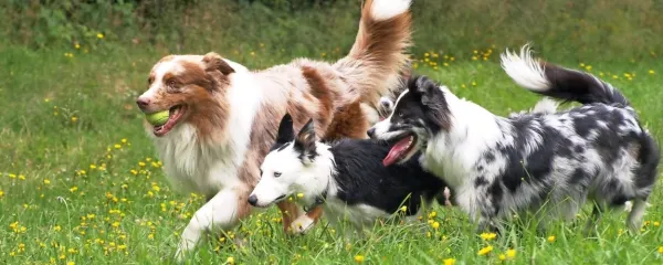  Število odkritih rakastih obolenj tudi pri živalih strmo narašča.