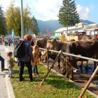 Na avkciji živine so naprodaj ponudili 27 krav in telic. 