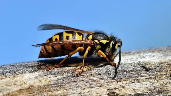 Sršeni ogrožali pohodnike