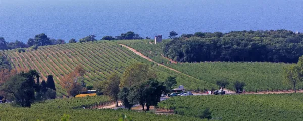 Grozdje iz Vinakoprovih vinogradov se je že skoraj prelevilo v 
vino.  