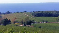 Grozdje iz Vinakoprovih vinogradov se je že skoraj prelevilo v 
vino.  