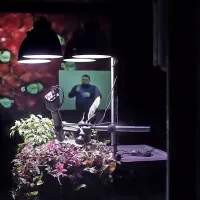 Špela Petrič bo predstavila Nociceptor.