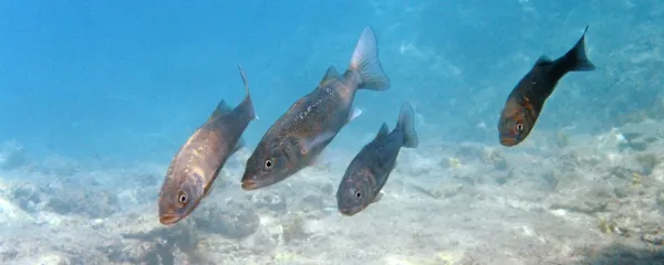 Brancini so gospodarji lagune.