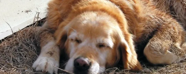 Vaš veterinar vam bo  znal sproti svetovati, katera bolezen je morda v porastu in 
za katero je cepljenje posebej priporočljivo.