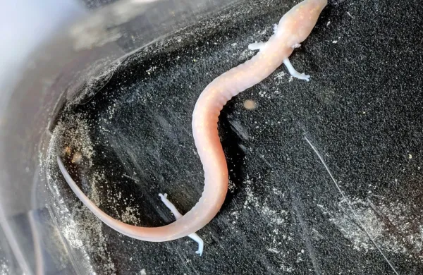 Človeška ribica lahko več let preživi brez hrane