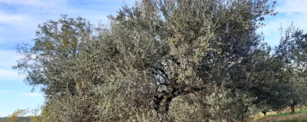 Oljke, ki so bile po napačnem nasvetu zasajene na korone, je 
zelo težko obdelovati, še zlasti pa obirati.
