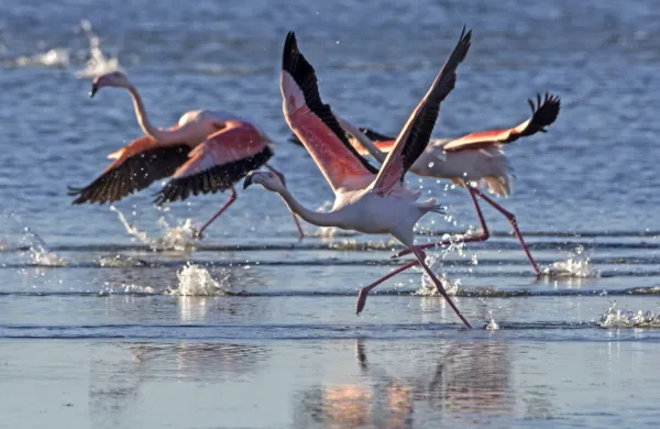 FOTO: &Scaron;ov, na katerega se splača počakati