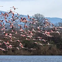 FOTO: &Scaron;ov, na katerega se splača počakati