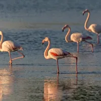 FOTO: &Scaron;ov, na katerega se splača počakati