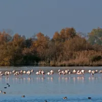 FOTO: &Scaron;ov, na katerega se splača počakati