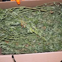 V Planini so našli deset škatel, v katerih je bilo enajst kilogramov 
posušene konoplje.