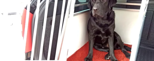 Kanabinoidi naj bi pomagali tudi pri  preprečevanju slabosti in 
vzpodbujanju apetita, vendar je tudi za ta namen pomemben 
posvet z veterinarjem.