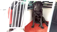 Kanabinoidi naj bi pomagali tudi pri  preprečevanju slabosti in 
vzpodbujanju apetita, vendar je tudi za ta namen pomemben 
posvet z veterinarjem.
