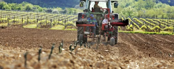 Zdaj je čas za začetek obnove vinogradov, da bo sajenje novih 
cepljenk, ki jih je potrebno čim prej naročiti,  pravočasno.