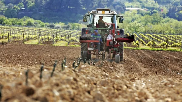 Zdaj je čas za začetek obnove vinogradov, da bo sajenje novih 
cepljenk, ki jih je potrebno čim prej naročiti,  pravočasno.