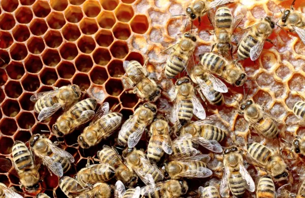 Na Ajdovskem so potrdili izbruh gnilobe čebelje zalege. 