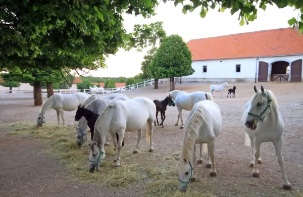 Vlada je Kobilarni Lipica podelila 25 letno koncesijo za izvajanje 
javne službe, ki obsega tudi konjerejo in konjeništvo.