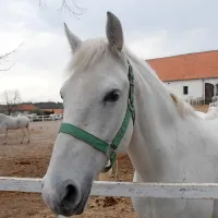 Vlada je Kobilarni Lipica podelila 25-letno koncesijo za izvajanje 
javne službe, ki obsega tudi konjerejo in konjeništvo.