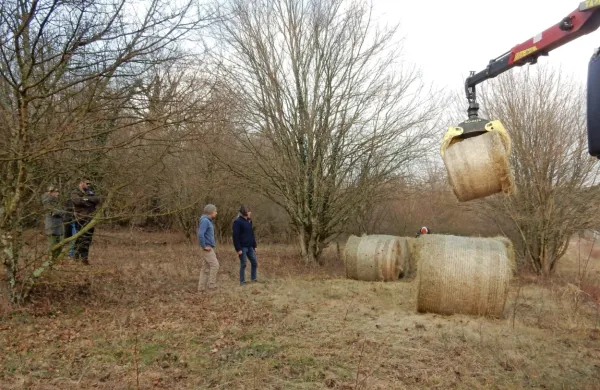 V vsaki bali je približno 250 kilogramov sena.