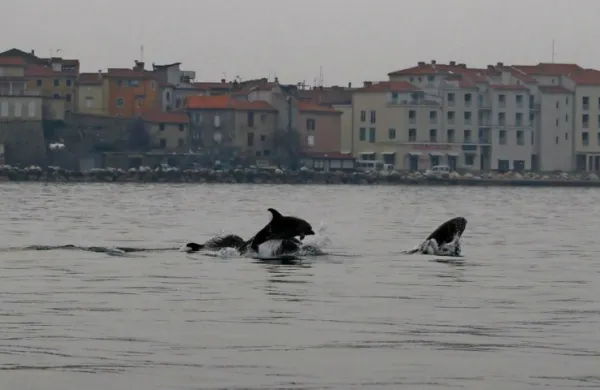 Delfini so se pri piranski Punti zelo približali obali.