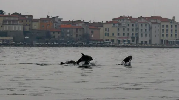 Delfini so se pri piranski Punti zelo približali obali.