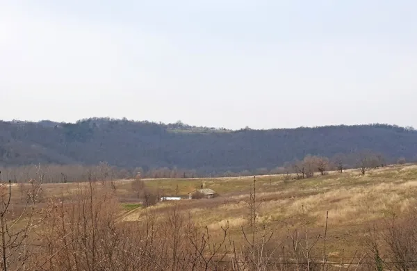 Koprska občina oddaja v zakup obsežno, kar 184.425 kvadratnih 
metrov  veliko zemljišče  pred Pučami, kjer prek razpisa zahteva 
ureditev oljčnika. 