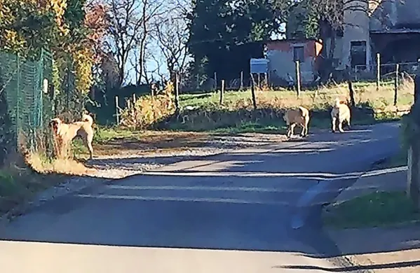 V Boninih se nekateri vaščani bojijo turških kangalov, ki so konec 
lanskega leta napadli eno od vaščank. 