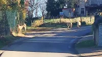 V Boninih se nekateri vaščani bojijo turških kangalov, ki so konec 
lanskega leta napadli eno od vaščank. 